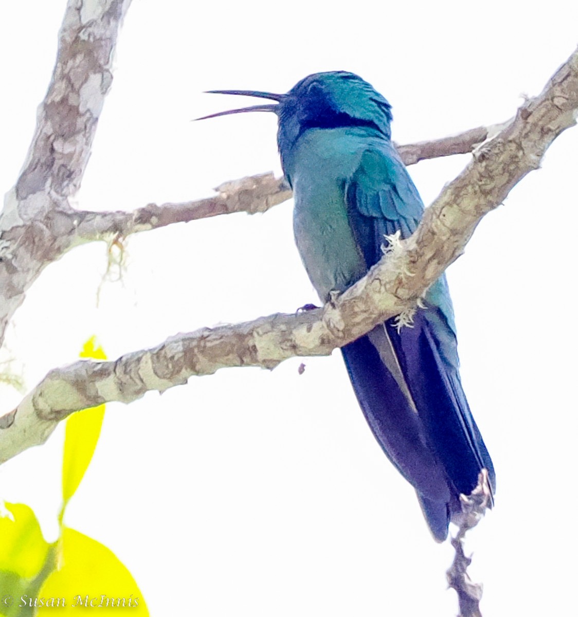 Colibrí Oreja Violeta Menor - ML466340781