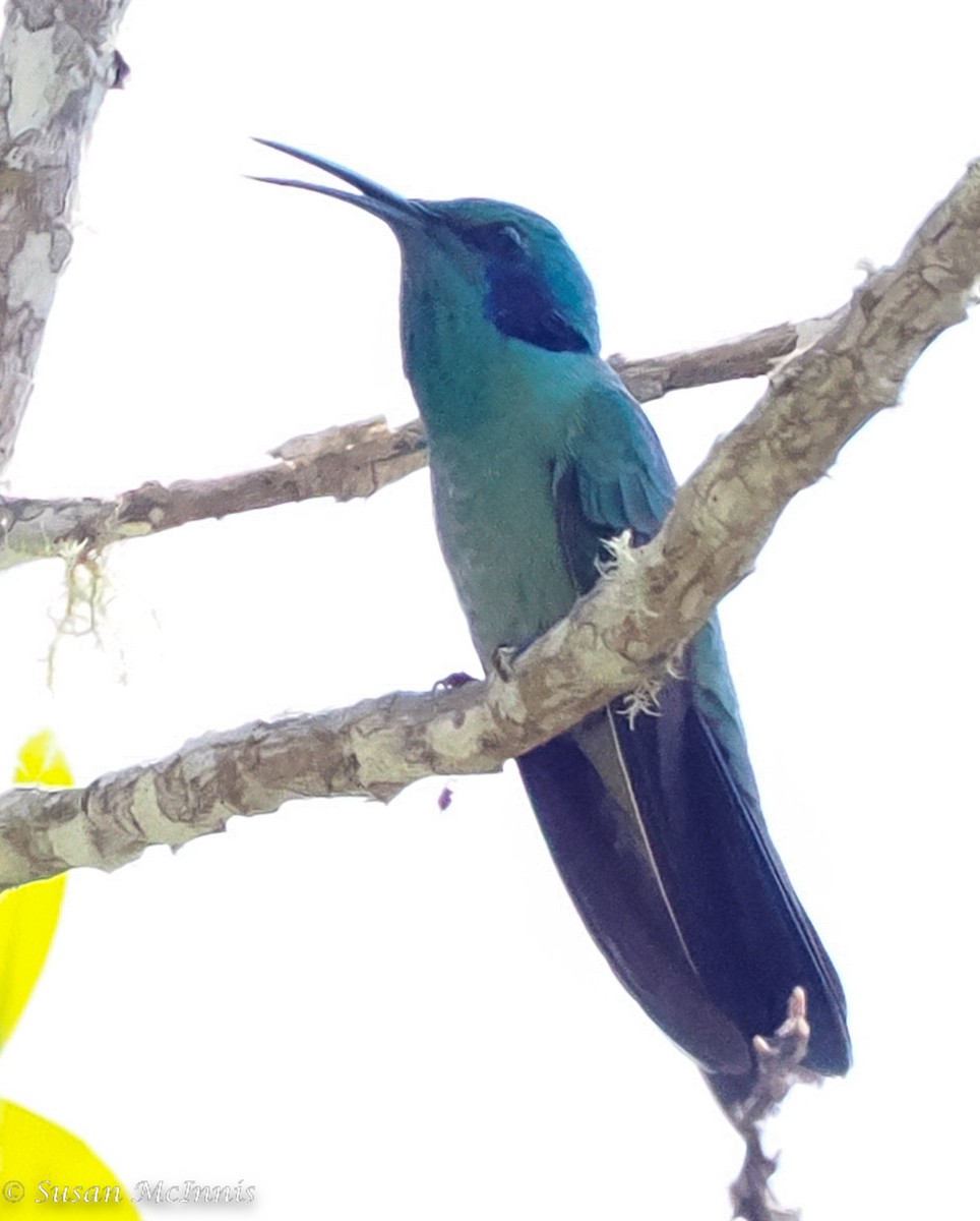 Colibrí Oreja Violeta Menor - ML466340921