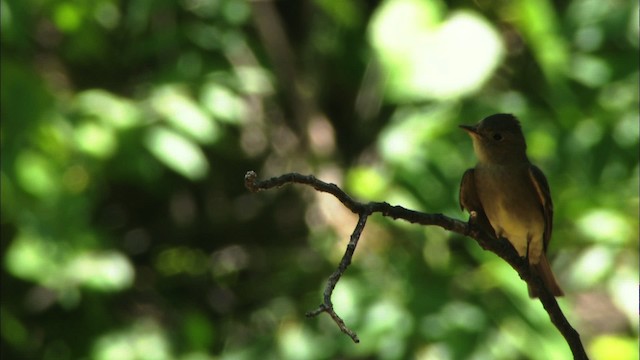 Western Wood-Pewee - ML466341