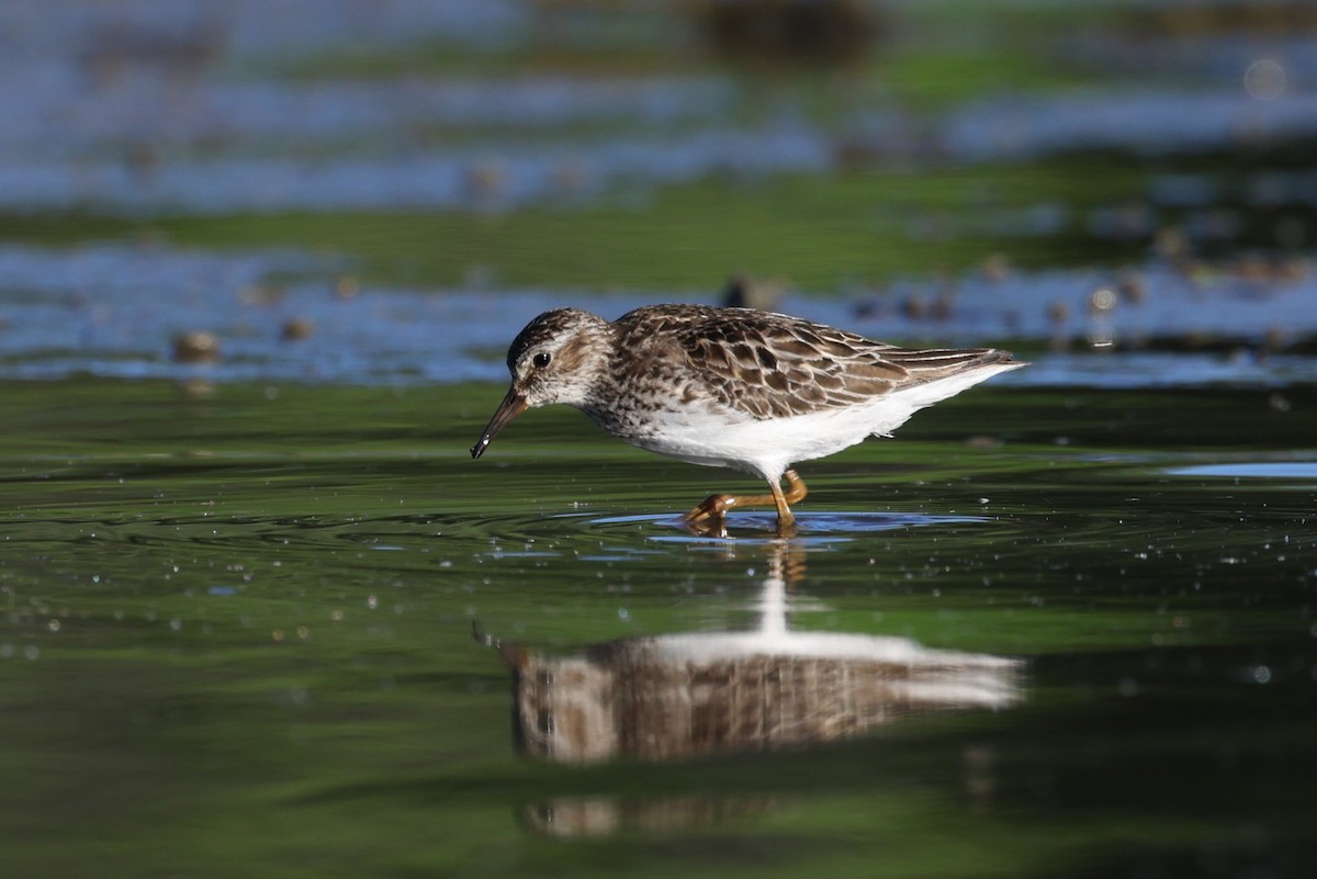 pygmésnipe - ML466341231