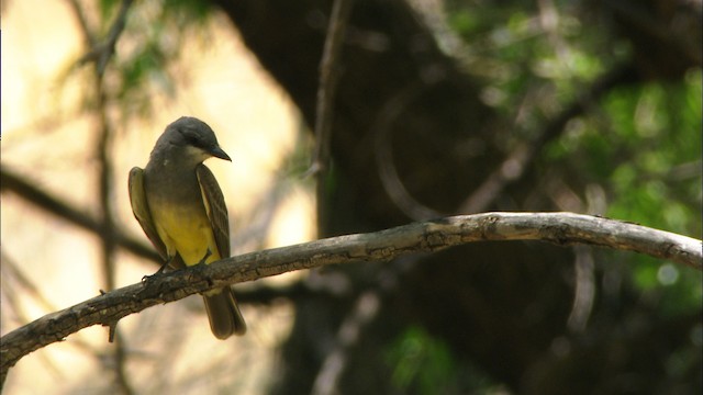 Cassin's Kingbird - ML466342