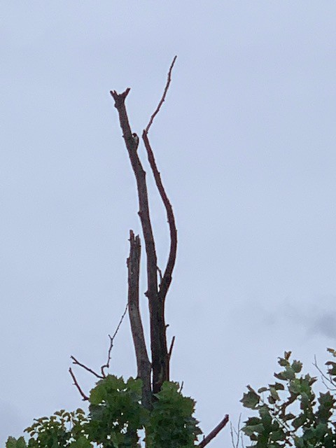 Red-headed Woodpecker - ML466343141