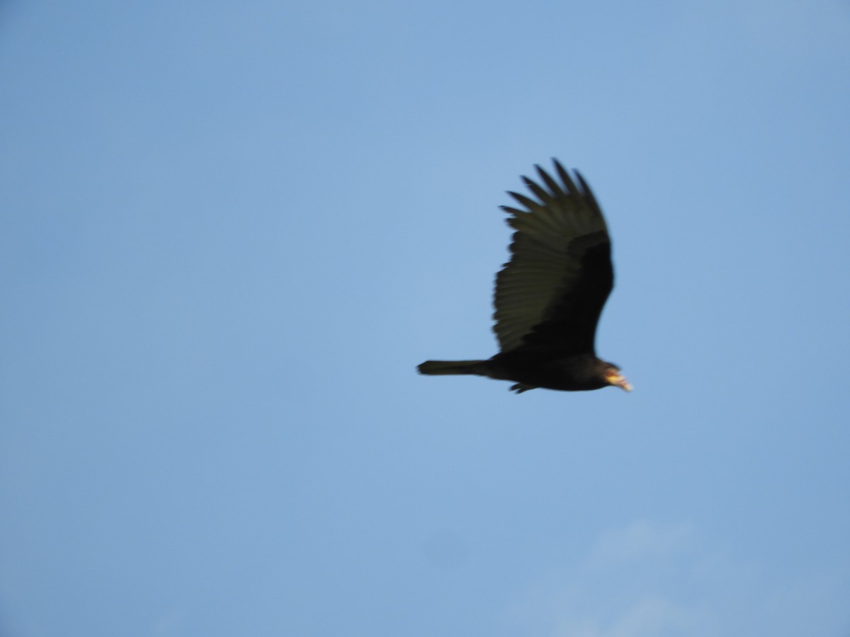 Lesser Yellow-headed Vulture - Silvia Enggist