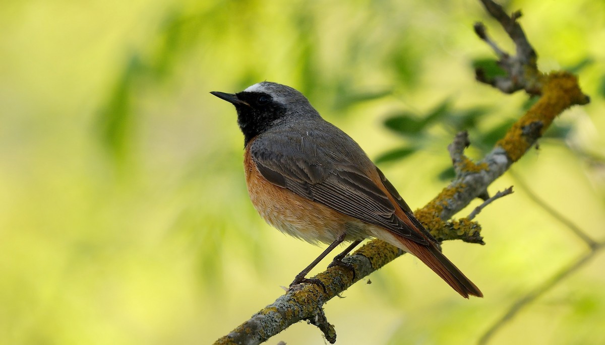 Common Redstart - ML466343981