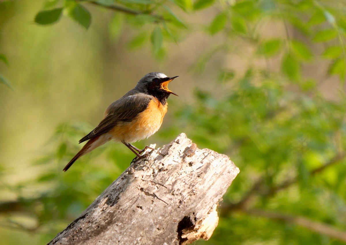 Common Redstart - ML466343991