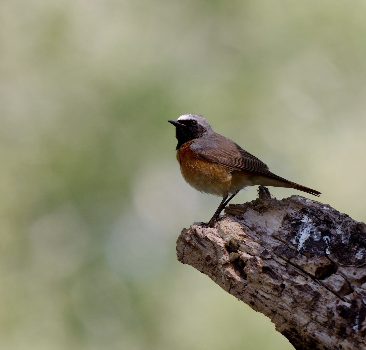 Common Redstart - ML466344001