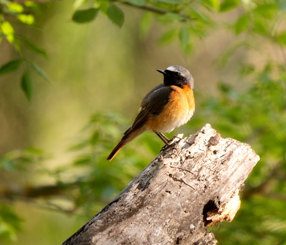 Common Redstart - ML466344021