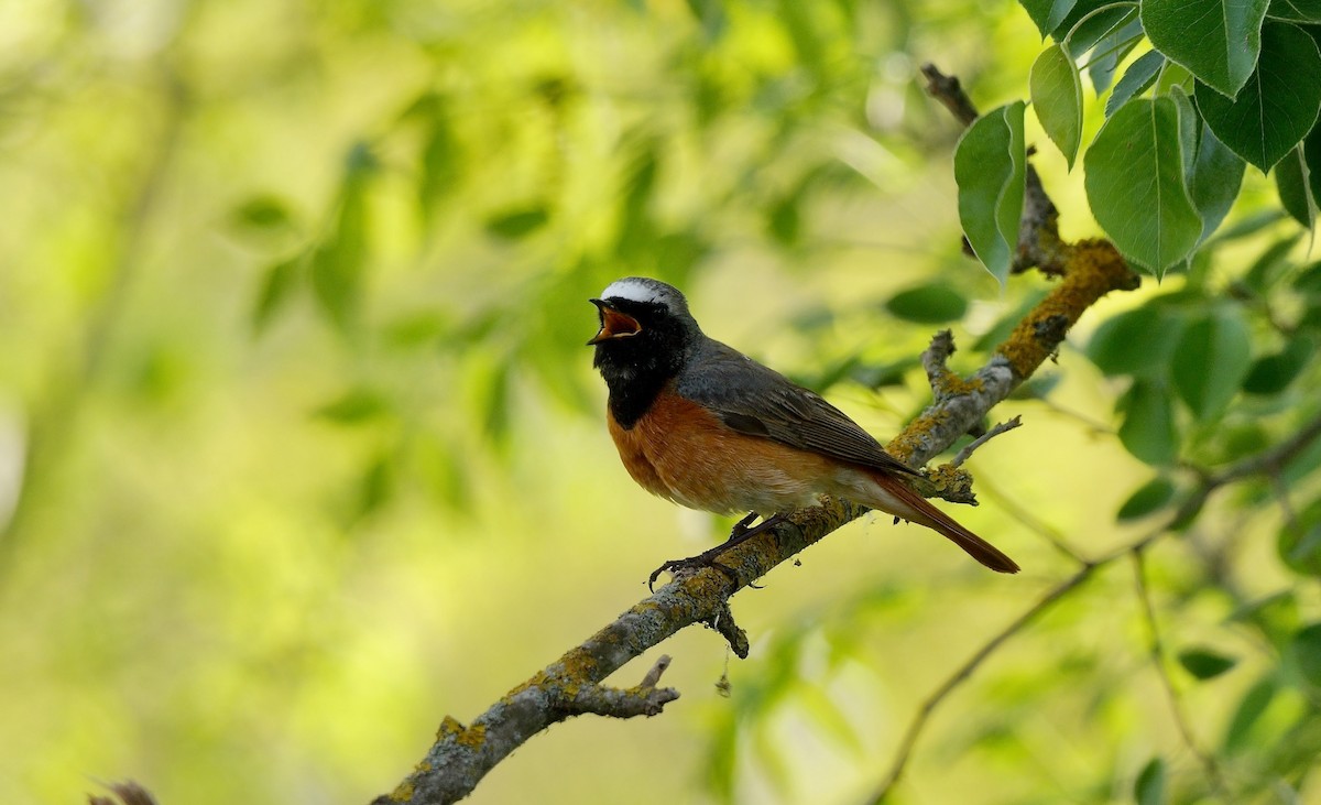 Common Redstart - ML466344031