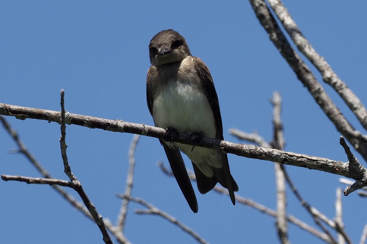 Northern Rough-winged Swallow - ML466344161