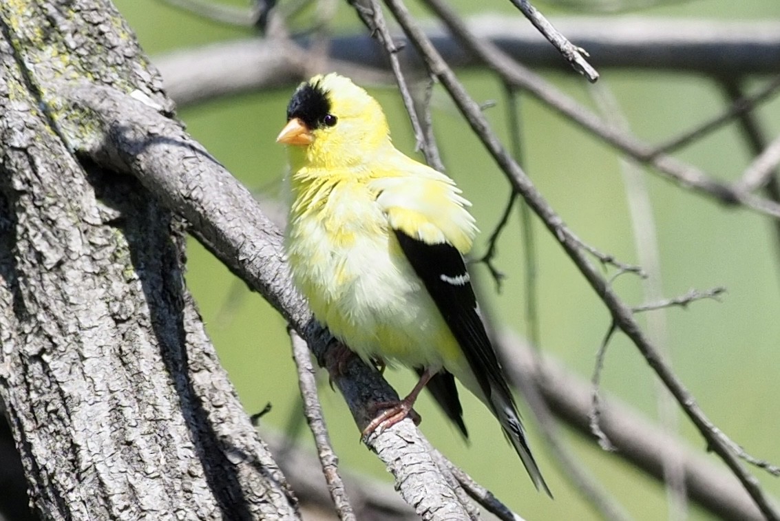 American Goldfinch - ML466344341