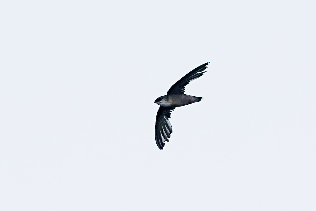 Chimney Swift - ML466345611