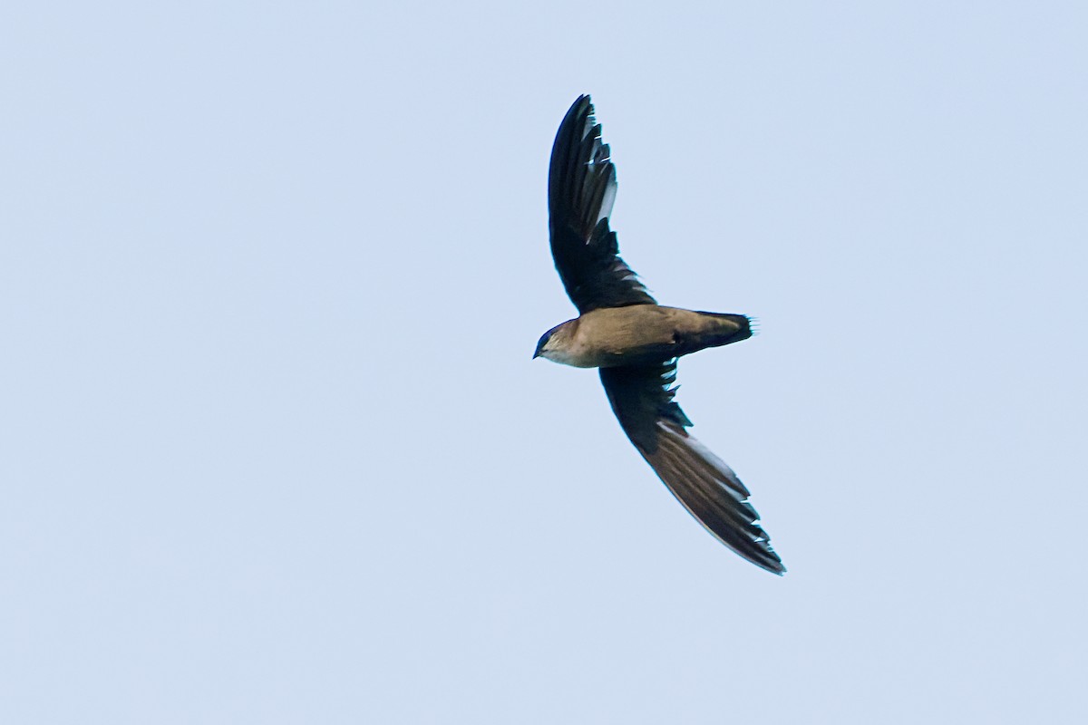 Chimney Swift - ML466345661