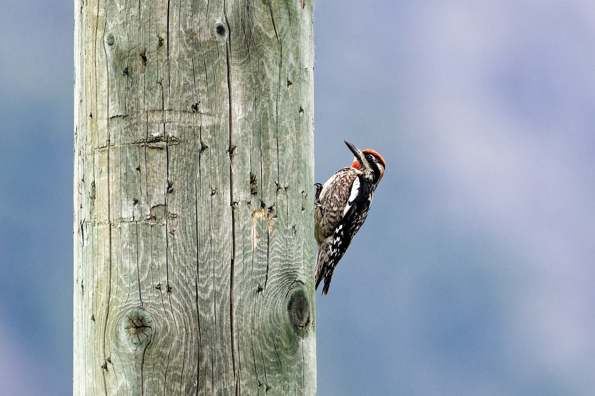 Red-naped Sapsucker - ML466347321