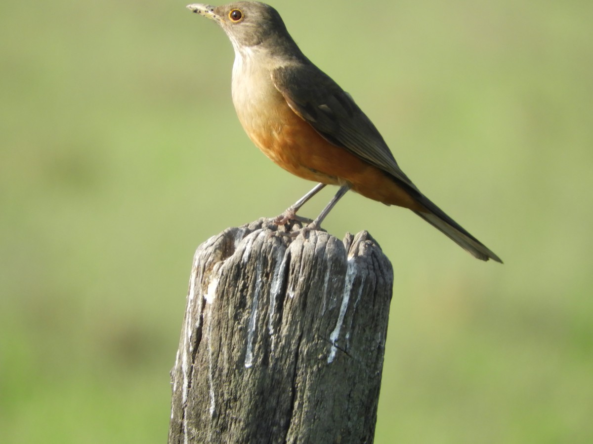 Rufous-bellied Thrush - ML466348211