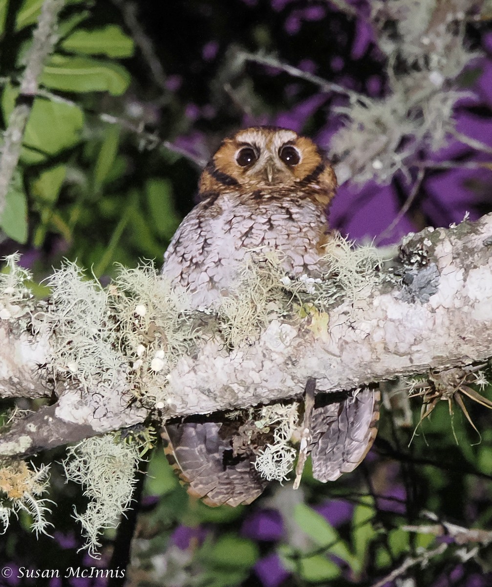 Cloud-forest Screech-Owl - Susan Mac