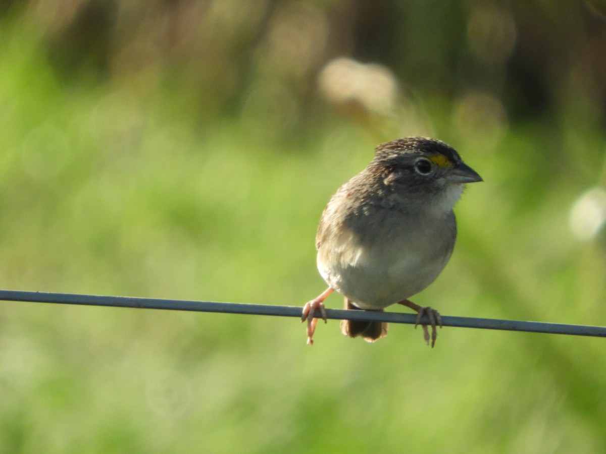 Grassland Sparrow - Silvia Enggist