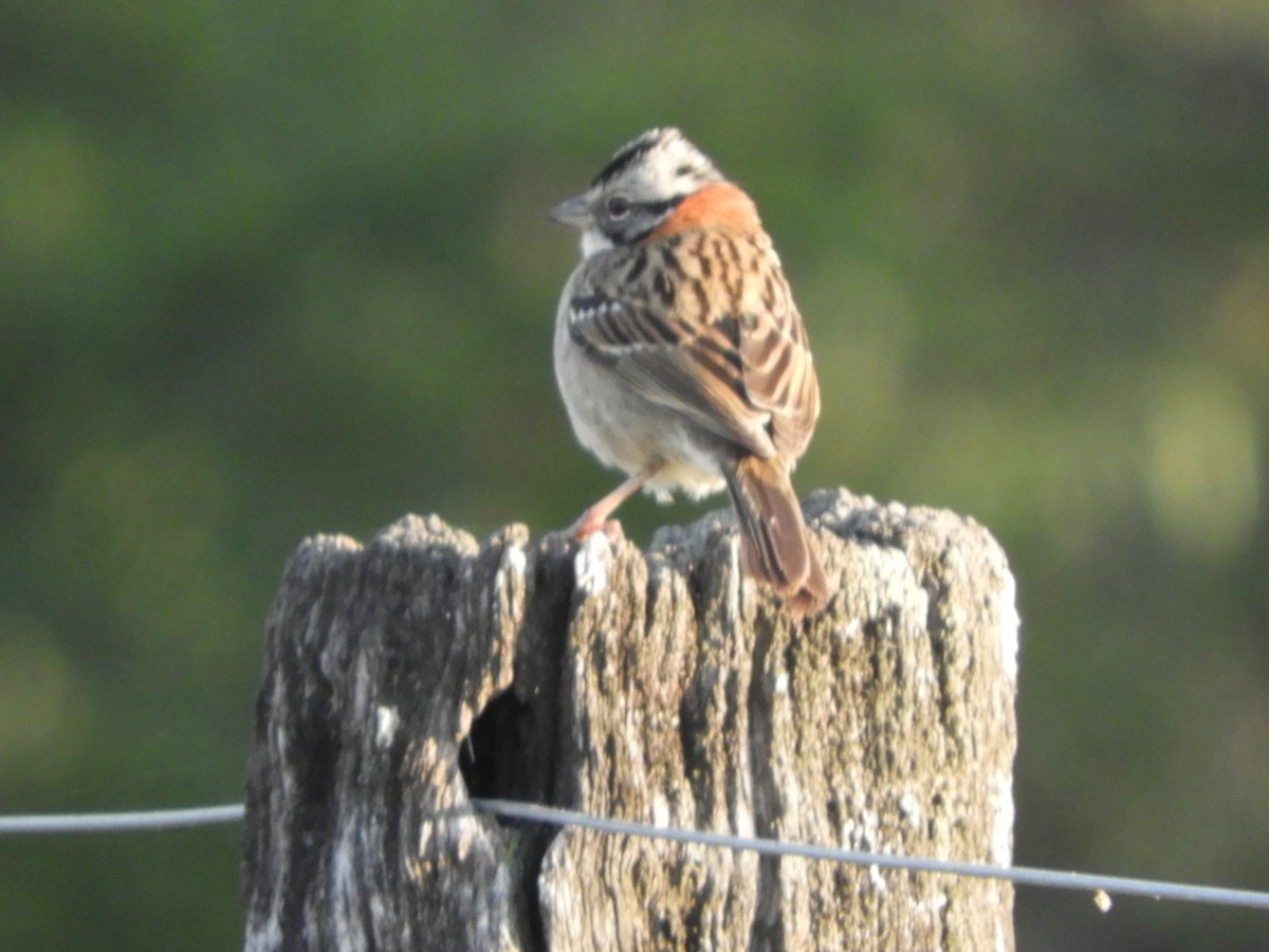 Rufous-collared Sparrow - ML466348601