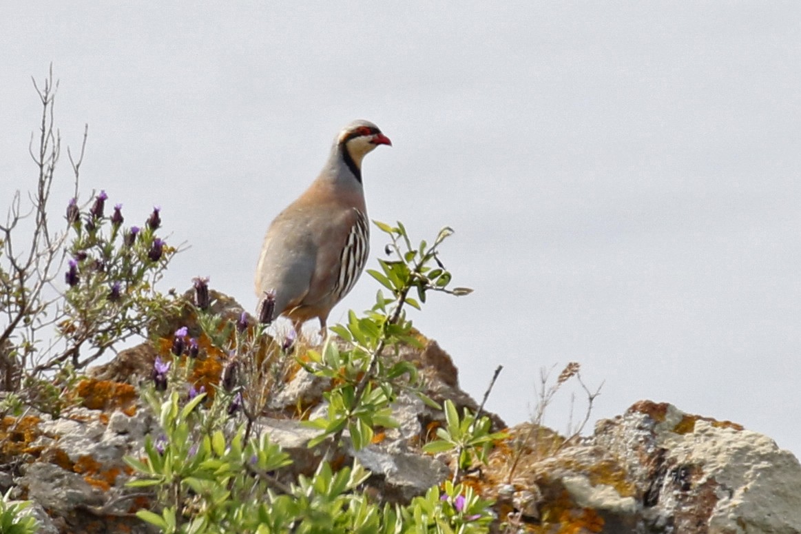 Chukar - ML466349271