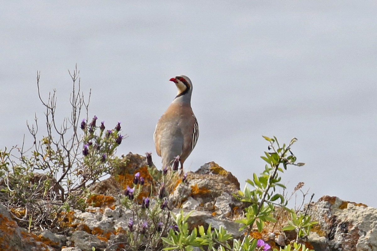 Chukar - ML466349291