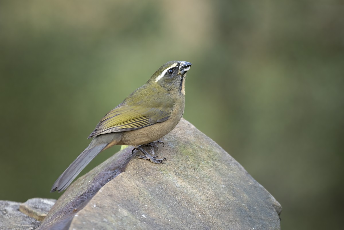 Thick-billed Saltator - ML466349731