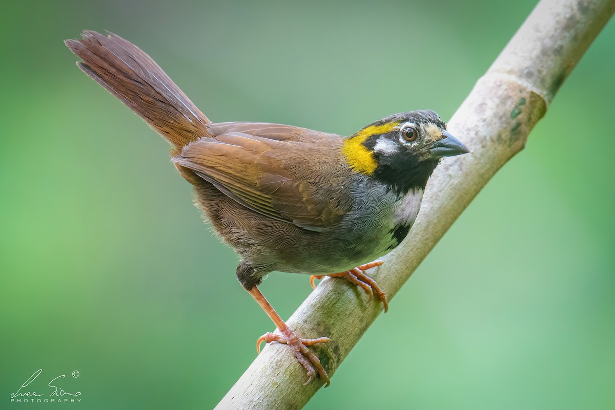Gray-crowned Ground-Sparrow - Luca Sicuro
