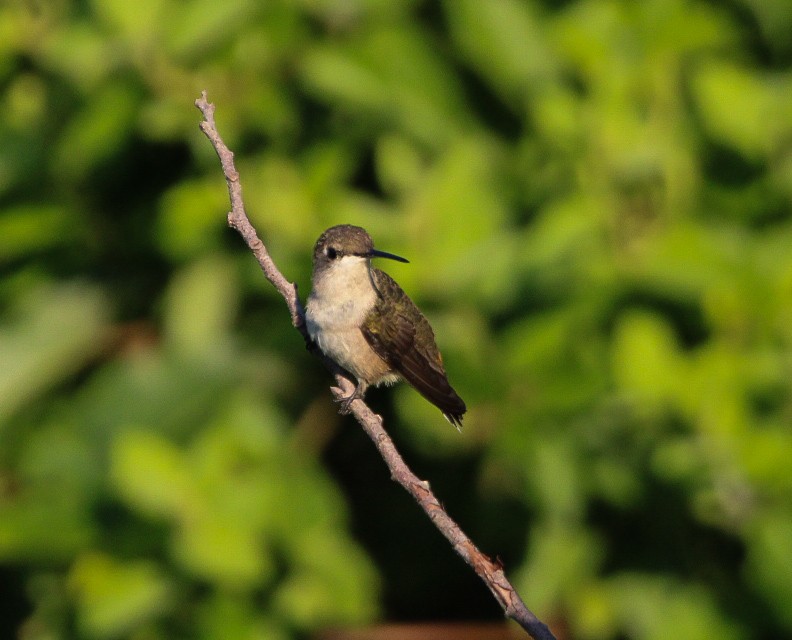 Ruby-throated Hummingbird - Alex Marine