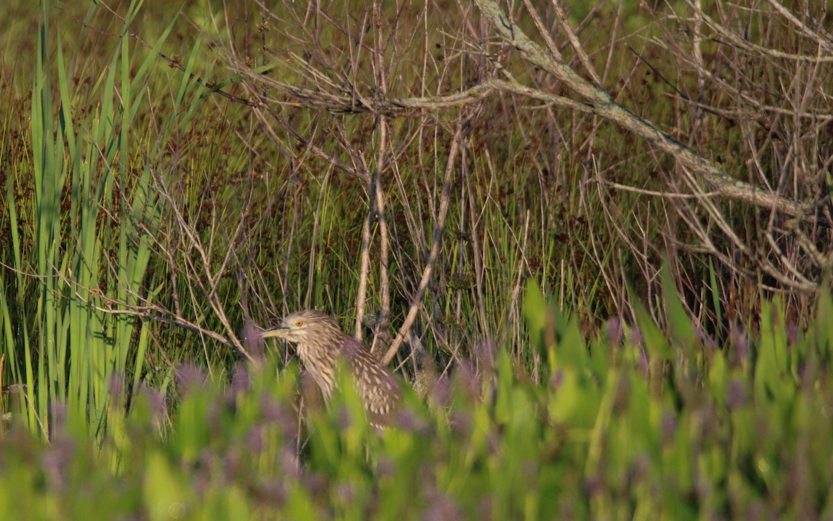 Black-crowned Night Heron - Alex Marine