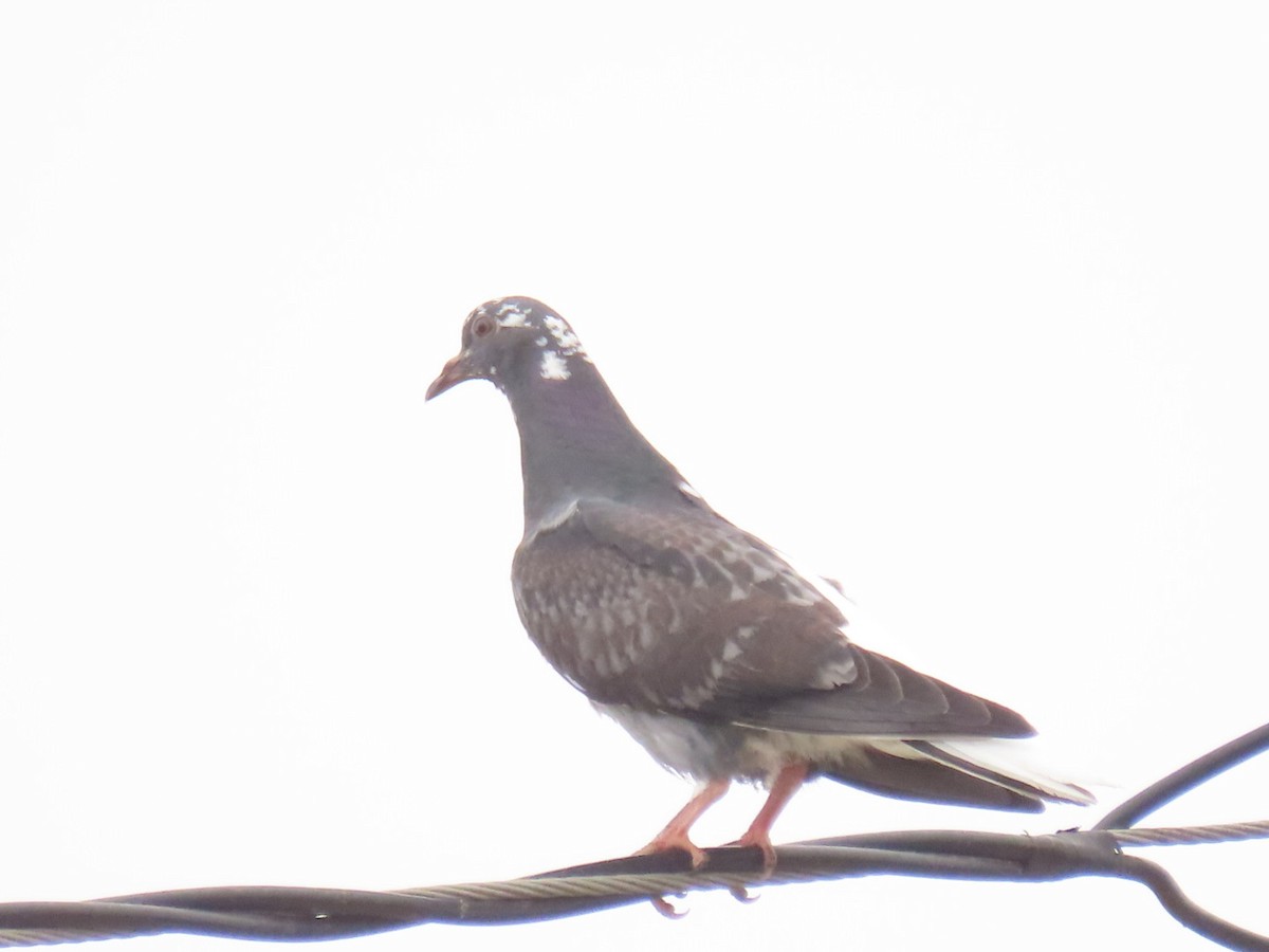 Pigeon biset (forme domestique) - ML466352641