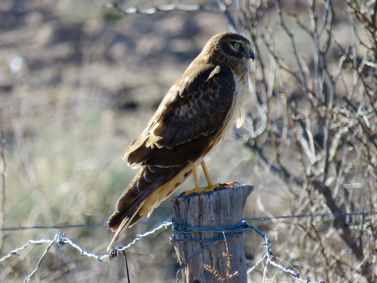 Northern Harrier - Dawn Zappone