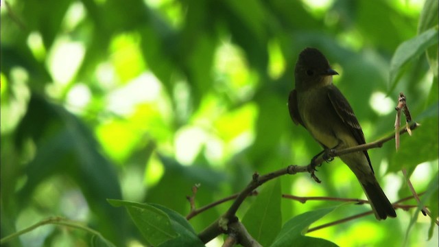 Western Wood-Pewee - ML466355