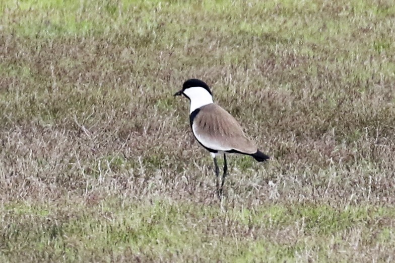 Spur-winged Lapwing - Steven Whitebread