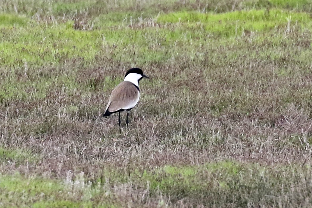 Spur-winged Lapwing - Steven Whitebread