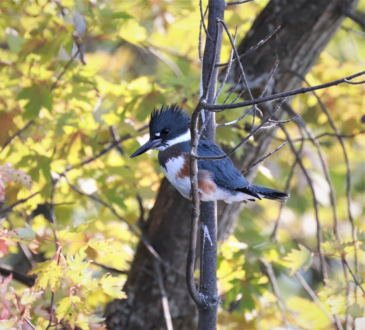 Belted Kingfisher - Lynda Noel