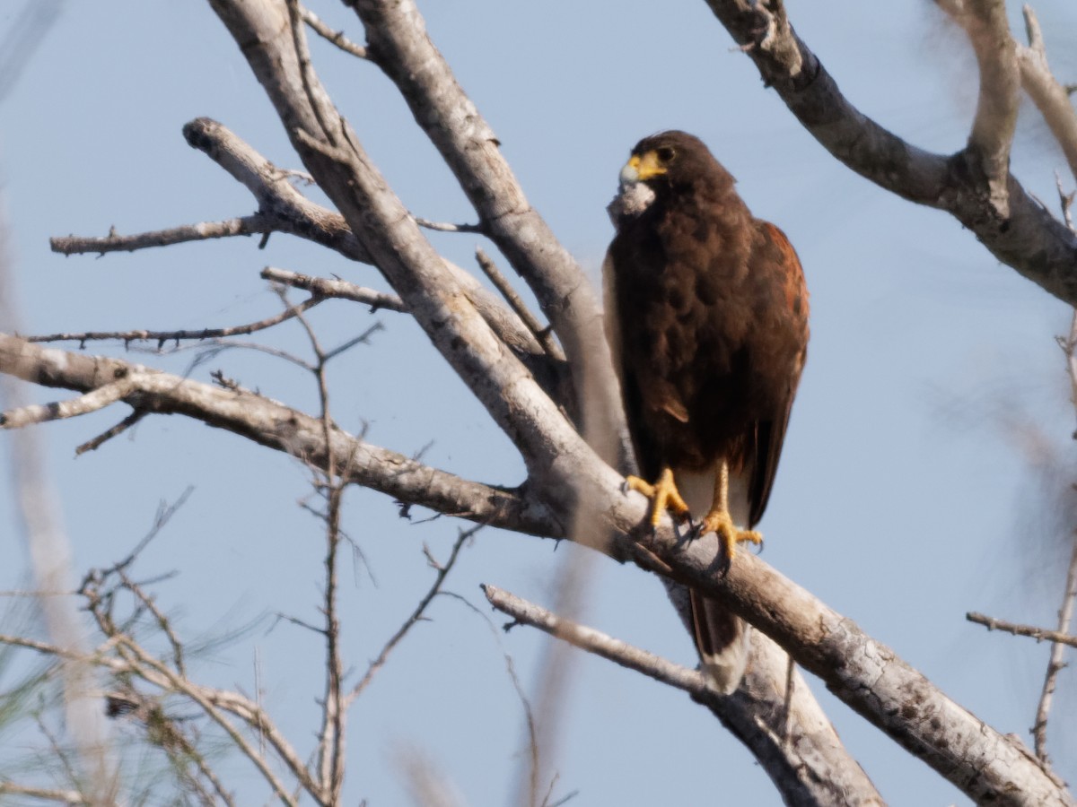 Harris's Hawk - ML466357111