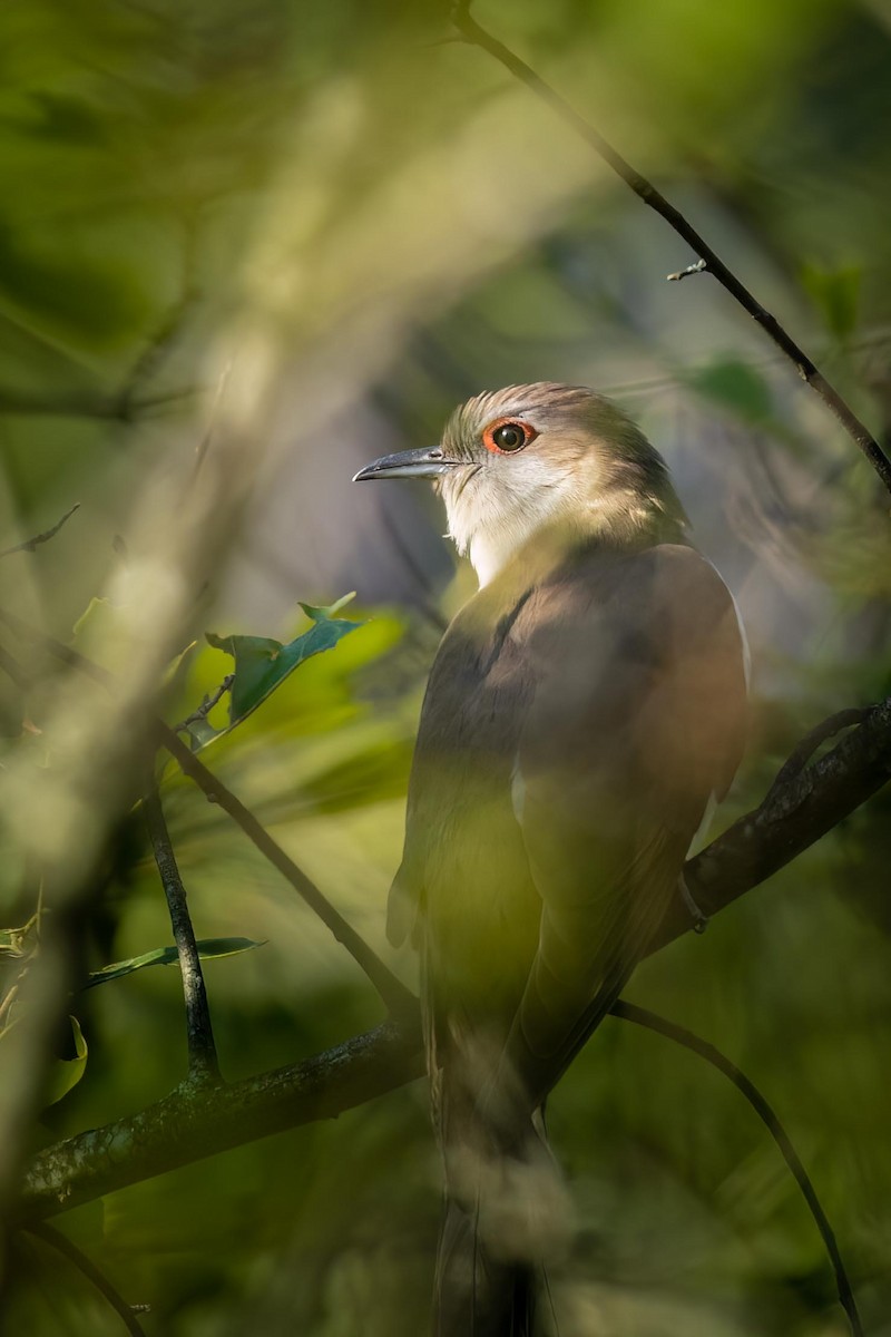Black-billed Cuckoo - ML466357861