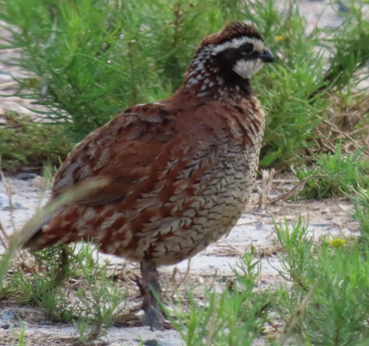 Northern Bobwhite - ML466362521