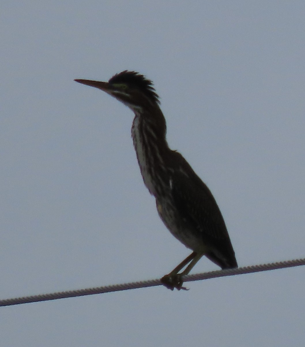 Green Heron - ML466362671