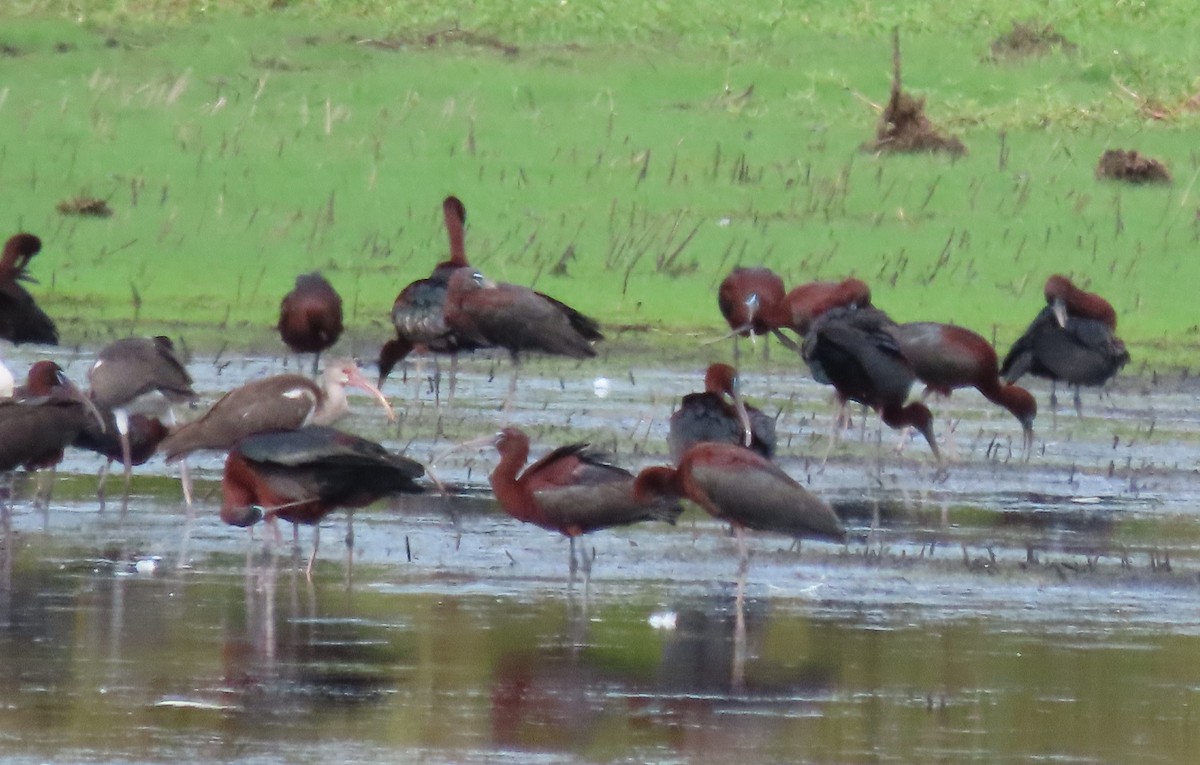 Glossy Ibis - ML466362831