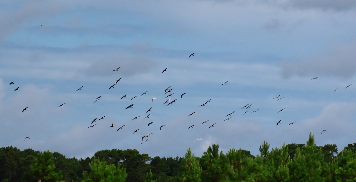 Glossy Ibis - ML466362871