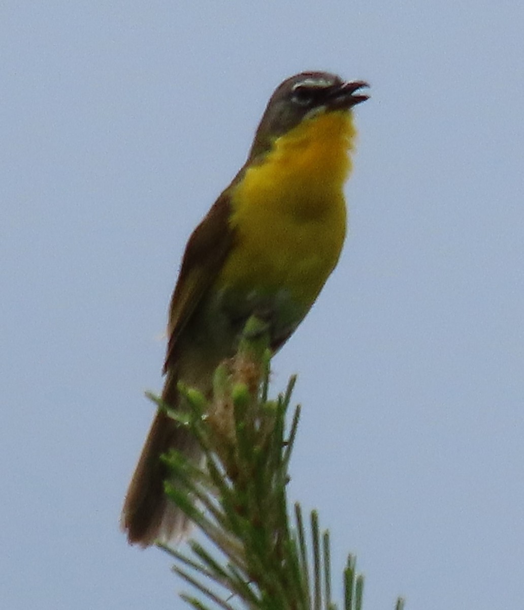 Yellow-breasted Chat - ML466362911