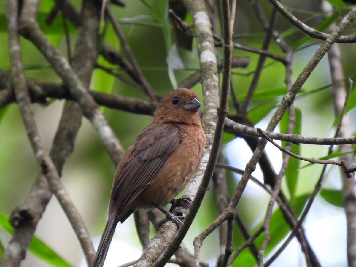 Blue Seedeater - ML466363591