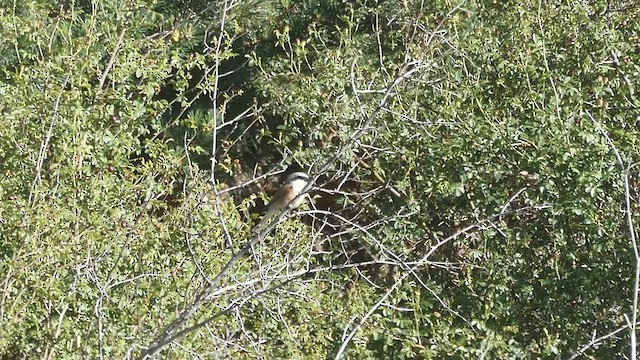 Red-backed Shrike - ML466363831