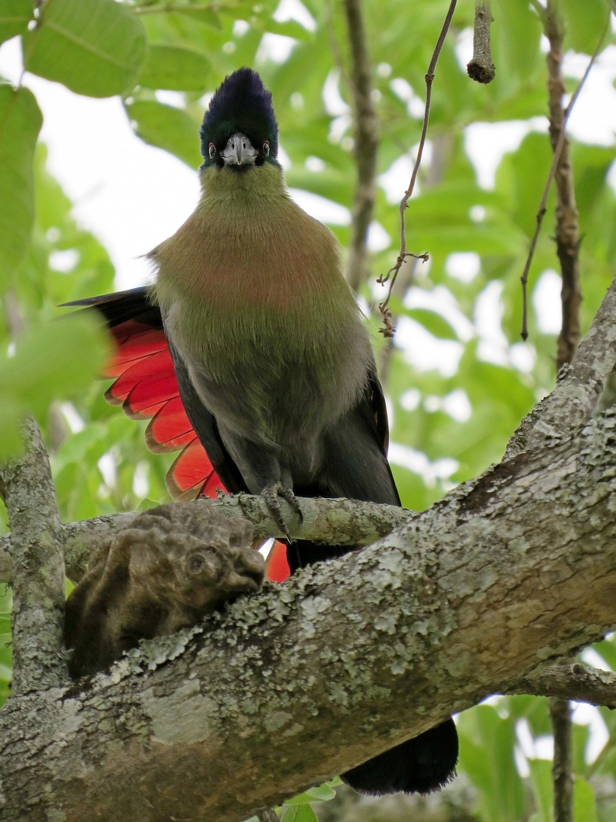 Purple-crested Turaco - ML466363851