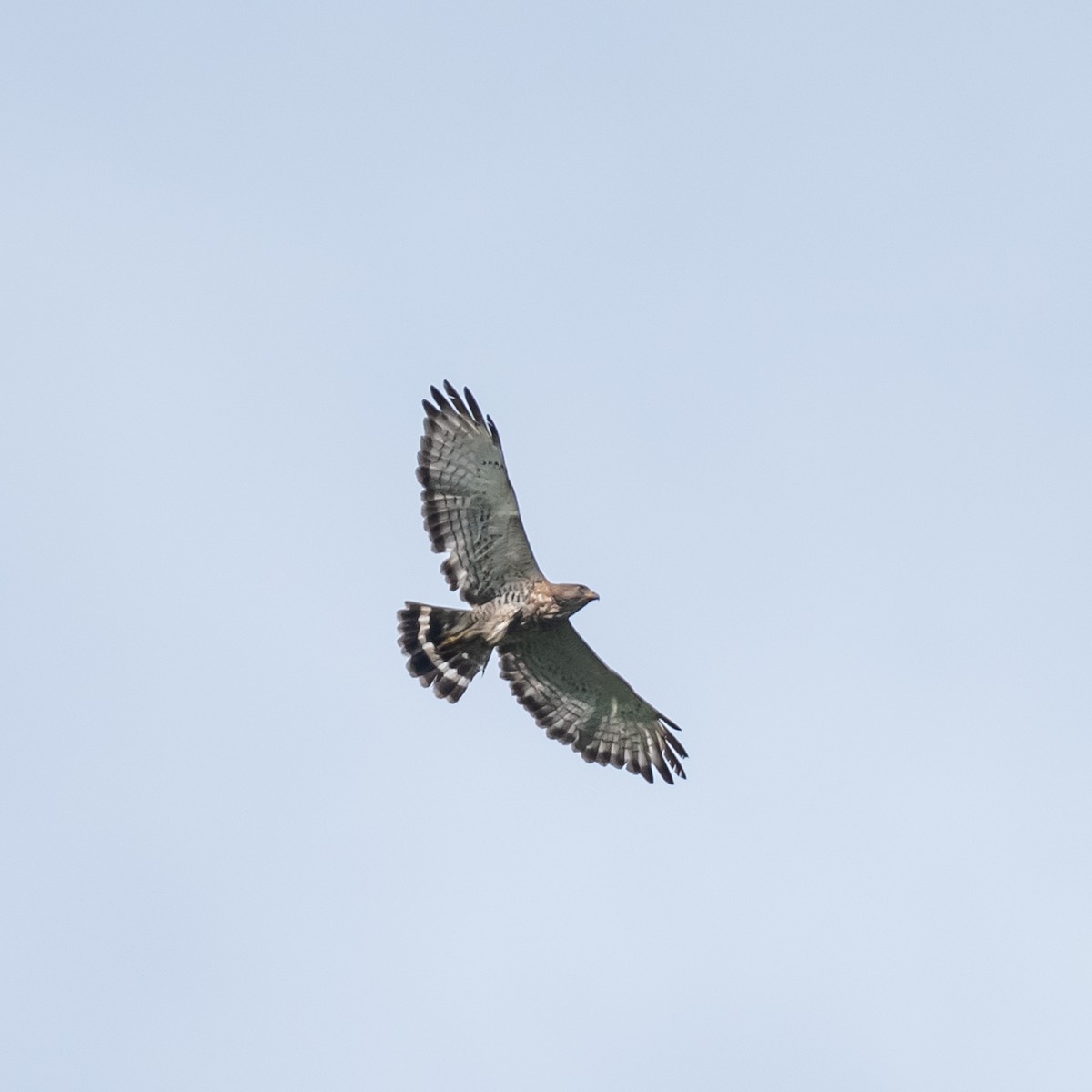 Broad-winged Hawk - Lynn Gregg