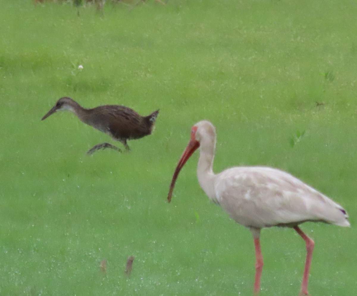 King Rail - ML466364471