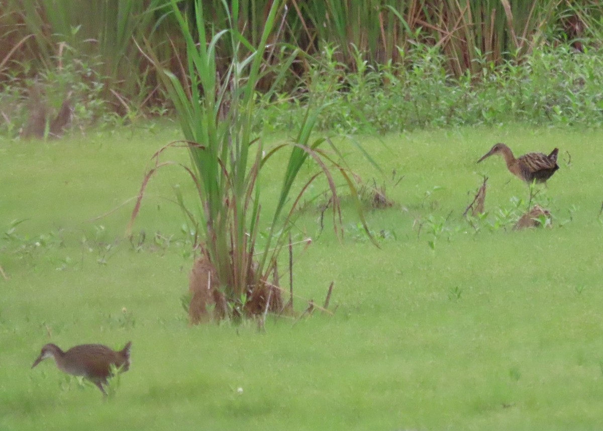 King Rail - ML466364561