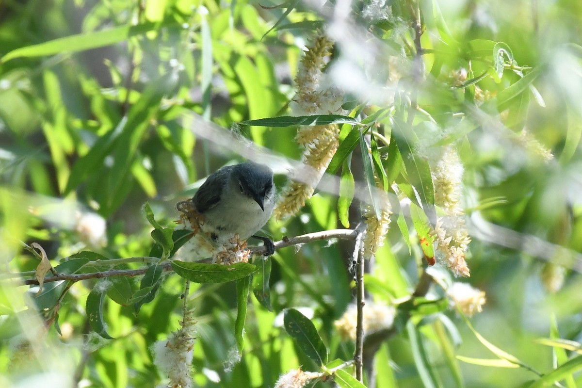 Blue-gray Gnatcatcher - ML466365161