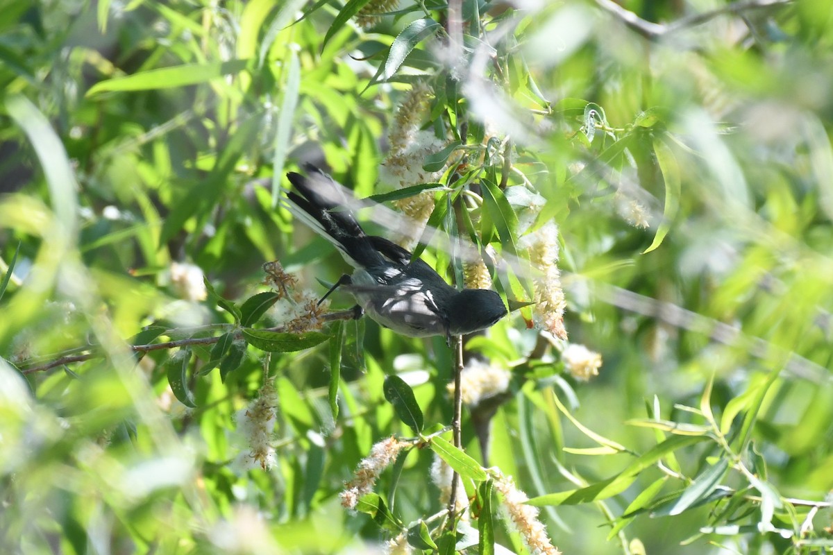 Blue-gray Gnatcatcher - ML466365191