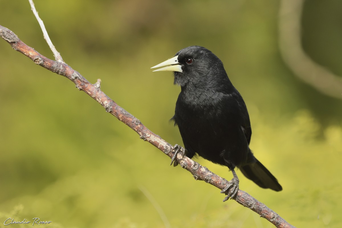 Solitary Black Cacique - ML466365301