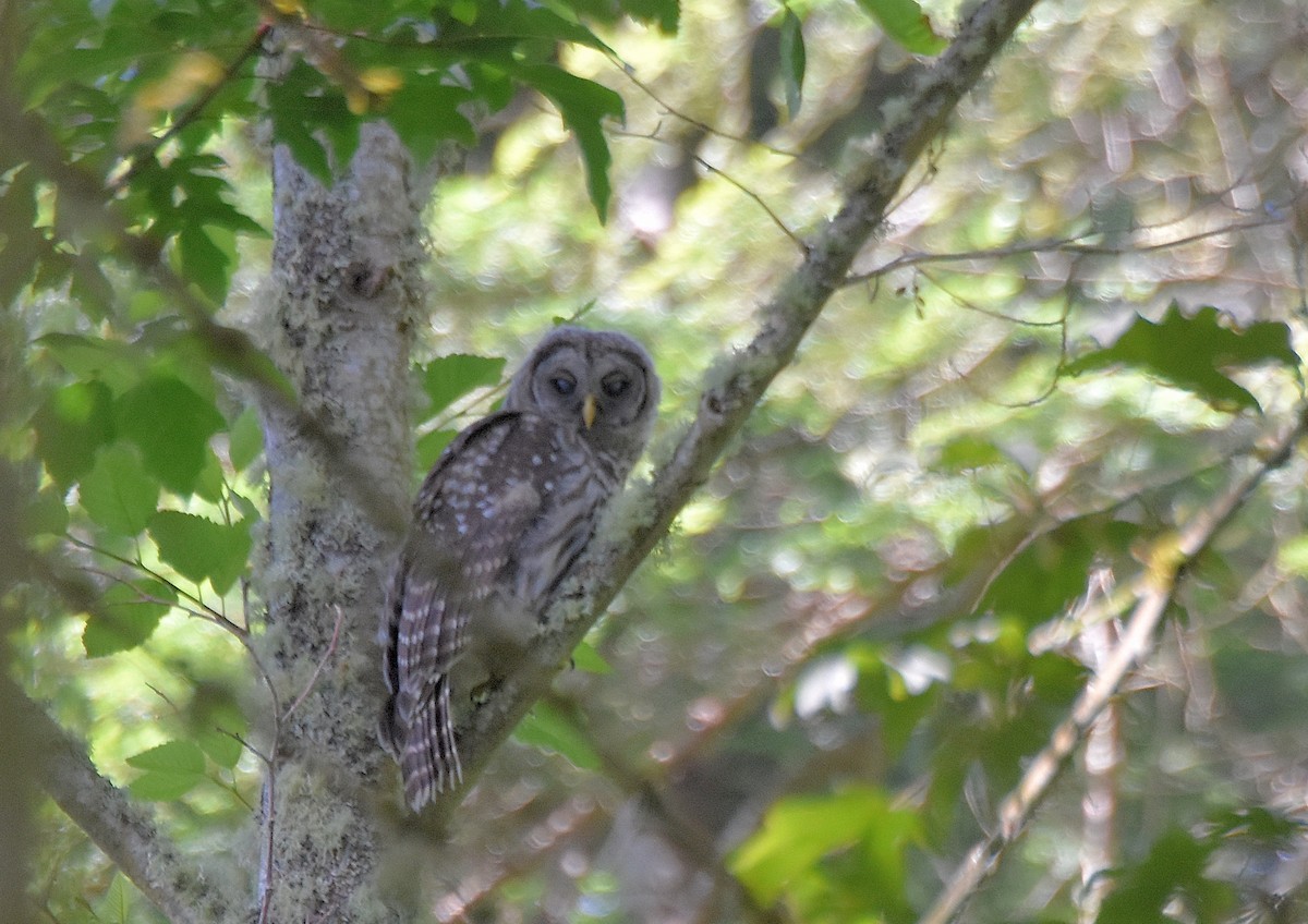 Barred Owl - ML466365481